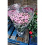 Large potted chrysanthemum