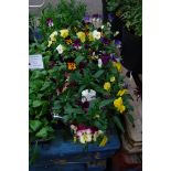 2 trailing pansy hanging baskets