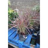 Pennisetum grass