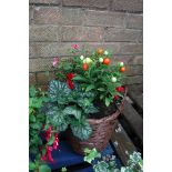 Mixed plant basket