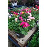 Pair of geranium patio tubs