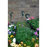 Pair of cosmos hanging baskets