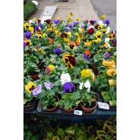 2 large trays of pansies