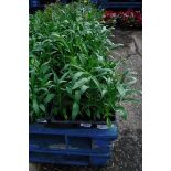 4 small trays of wall flowers