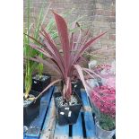 Potted red cordyline