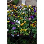 2 large trays of pansies