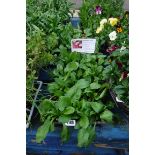 4 small trays of bellis medicis mixture