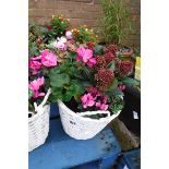 Mixed plant basket