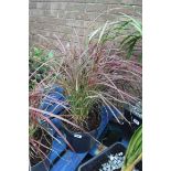 Pennisetum grass