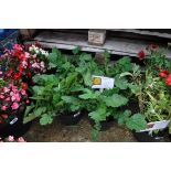 4 potted sunrise geums