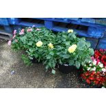 2 dahlias patio tubs