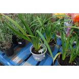 2 potted agapanthus