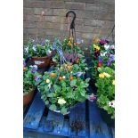 Mixed plant hanging basket