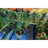 2 potted agapanthus