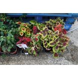 2 trays of coleus