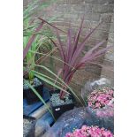 Potted red cordyline