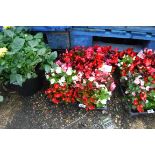 4 small trays of bedding begonias