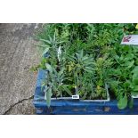 4 small trays of mixed herbs