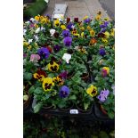 2 large trays of pansies