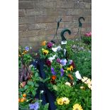 2 pansy hanging baskets