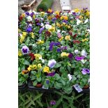 2 large trays of pansies