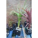Potted green cordyline
