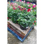 Pair of pink geranium patio tubs