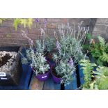 4 potted lavender