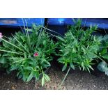 Pair of dianthus patio tubs