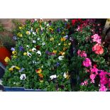 6 small trays of winter flowering pansies