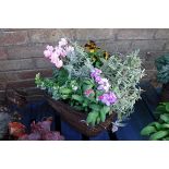 Wicker patio tub of mixed plants