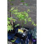 Potted acer