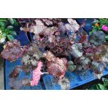 3 potted palace purple heuchera