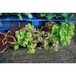 2 trays of mixed coleus