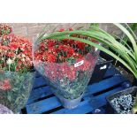 Pair of potted red chrysanthemums