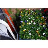 6 small trays of winter flowering pansies