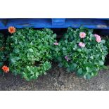 Pair of pink and orange patio tubs