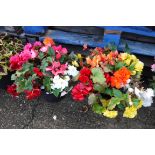 Pair of geranium planted patio tubs