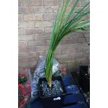 Potted green cordyline