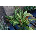 3 potted ferns