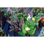 Wicker patio tub of mixed plants