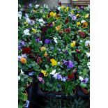 2 large trays of winter flowering pansies