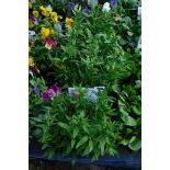 4 small trays of festival dianthus