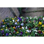 2 large trays of winter flowering pansies