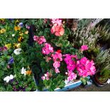 Tray of geraniums