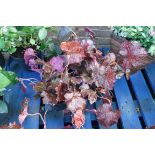 3 potted palace purple heuchera