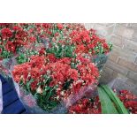 Pair of potted red chrysanthemums