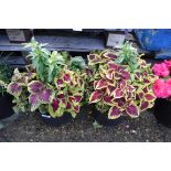 Pair of coleus planted patio tubs