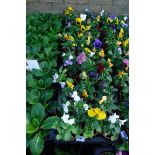 2 large trays of winter flowering pansies