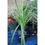 Potted green cordyline